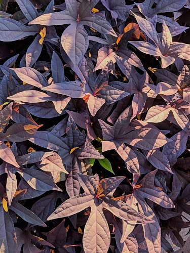 ravinia festival purple palmate leaf plant closeup photo highland park